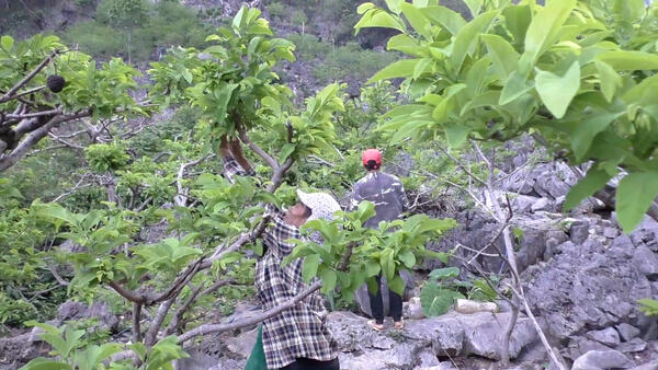 NÔNG DÂN CHI LĂNG TẤT BẬT THỤ PHẤN NA